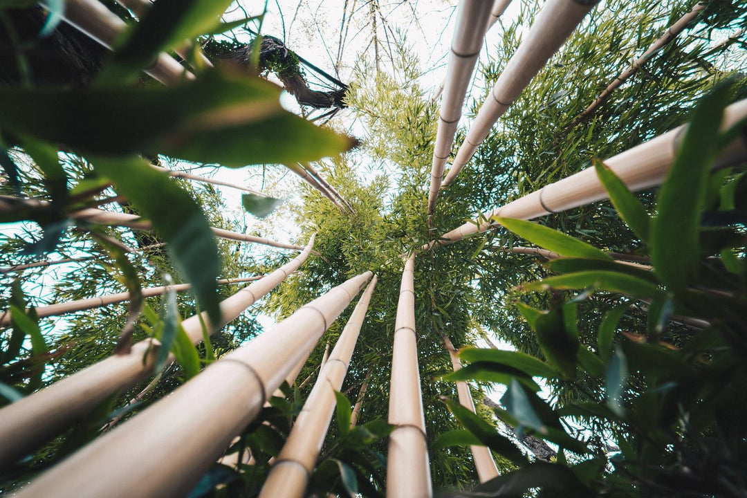 Using sustainable materials: Bamboo